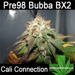 Pre 98 Bubba BX2 Seeds