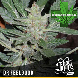 Dr. Feelgood Seeds