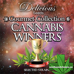 Gourmet Collection 2 Seeds