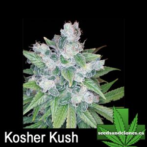Kosher Kush Seeds