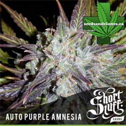 Purple Amnesia Seeds