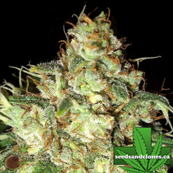 Bubba Cheese Auto Flower Seeds