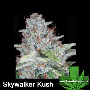 Skywalker Kush Seeds