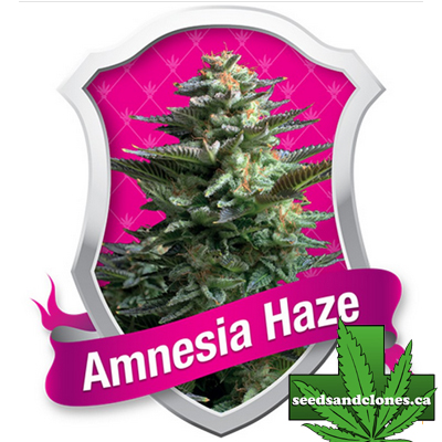 Amnesia Haze Seeds
