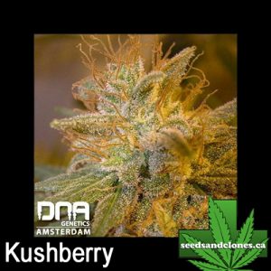 Kushberry Seeds