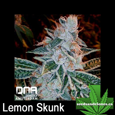 Lemon Skunk Seeds