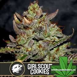 Girl Scout Cookies Seeds