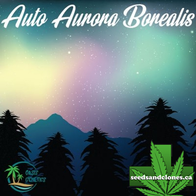 Auto Aurora Borealis Seeds
