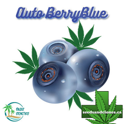 Auto Berryblue Seeds