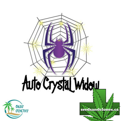 Auto Crystal Widow Seeds