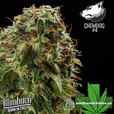 Chemdog #4 Seeds