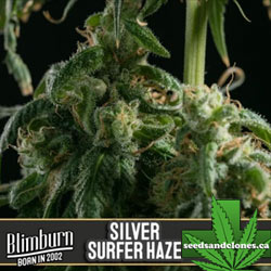 Silver Surfer Haze Seeds