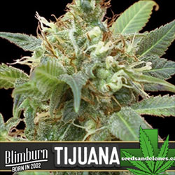 Tijuana Seeds