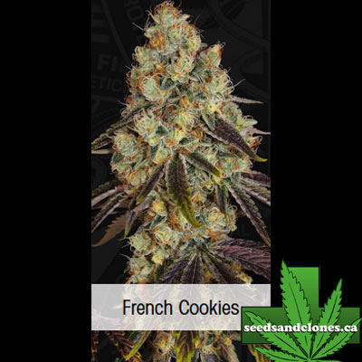French Cookies Seeds