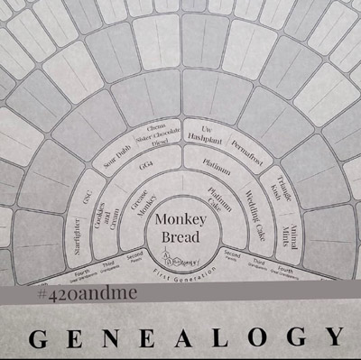 Monkey Bread Genealogy