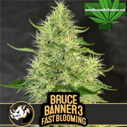 Bruce Banner 3 Fast Blooming Seeds