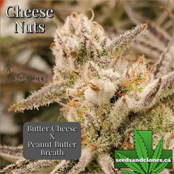 Cheese Nuts Seeds