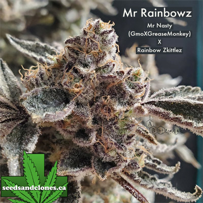 Mr Rainbowz Seeds