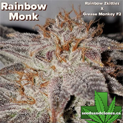 Rainbow Monk Seeds