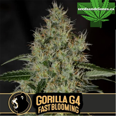 Gorilla G4 Fast Blooming Seeds