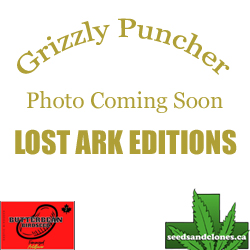 Grizzly Puncher Auto Seeds