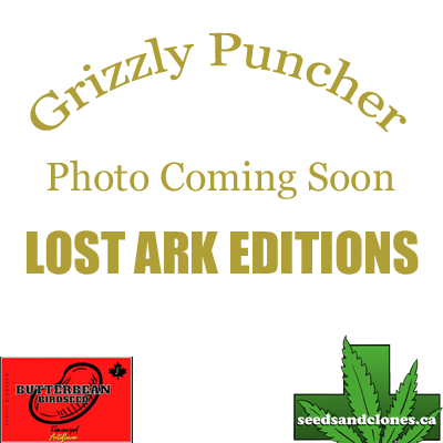 Grizzly Puncher Auto Seeds