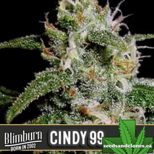 Cindy 99 Seeds