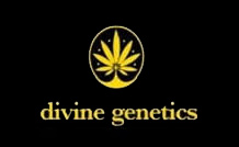 divine genetics seeds