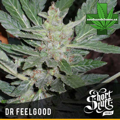 Dr. Feelgood Auto Regular Seeds