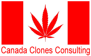 Canada Clones Consulting