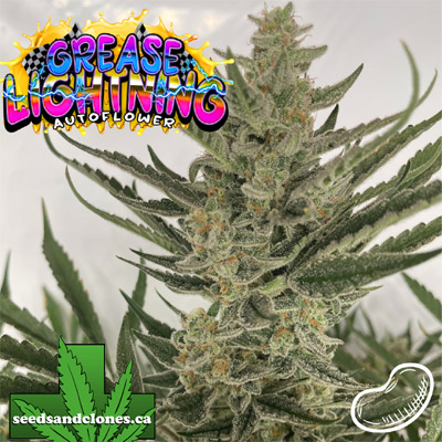 Grease Lightning Auto Seeds