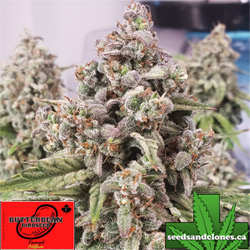 Moby-Wan-Chemoby Autoflower Seeds