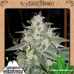 4 Assed Monkey Seeds