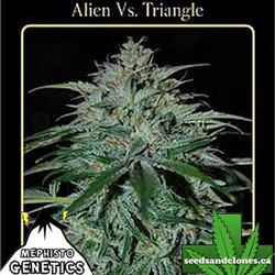 Alien vs Triangle Seeds