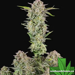 Bruce Banner Auto Seeds