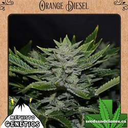 Orange Diesel Seeds