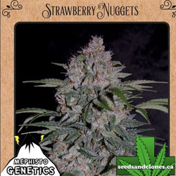 Strawberry Nuggets Seeds