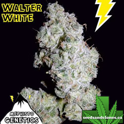 Walter White Seeds