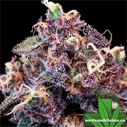 Berry Pie Fast Seeds
