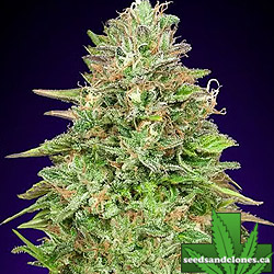 Critical Poison Fast Seeds