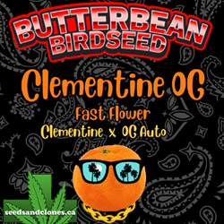 Clementine OG Fast Seeds