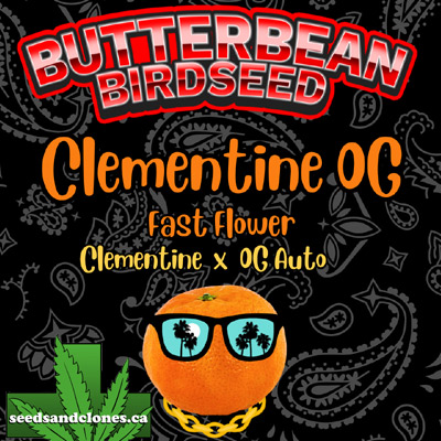Fast Flower Clementine OG Seeds