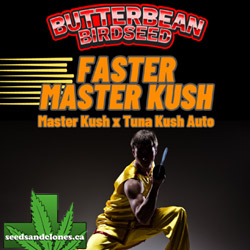 Faster Master Kush Seeds