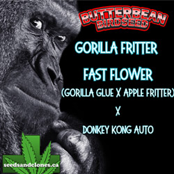 Gorilla Fritter Fast Seeds
