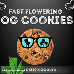 OG Cookies Fast Seeds