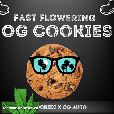 Fast Flowering OG Cookies Seeds