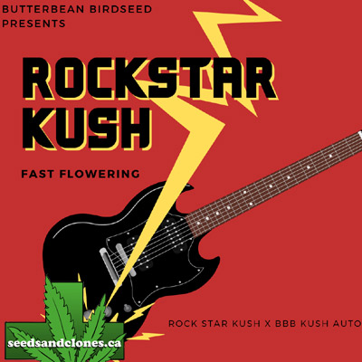 Fast Flowering Rockstar Kush Seeds