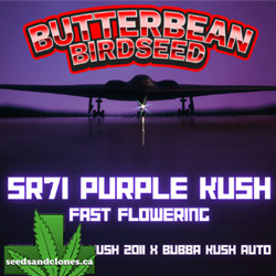 SR71 Purple Kush Fast Seeds