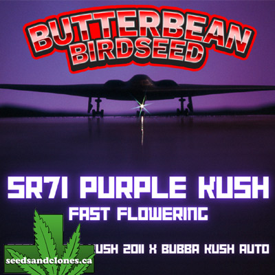 Fast Flowering SR71 Purple Kush Seeds