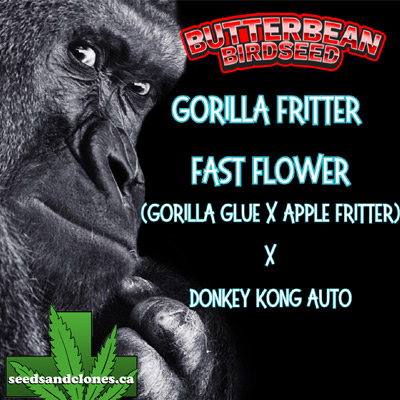 Fast Flowering Gorilla Fritter Seeds